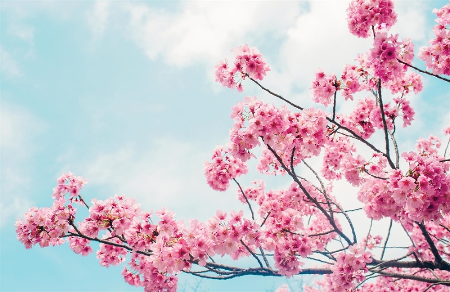 Японский массаж лица. Метод Асахи (Зоган) - i_003.jpg