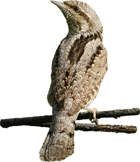 Птицы России. Наглядный карманный определитель - i_002.jpg