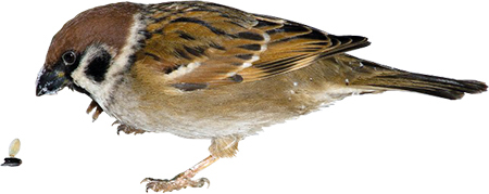 Птицы России. Наглядный карманный определитель - i_004.jpg