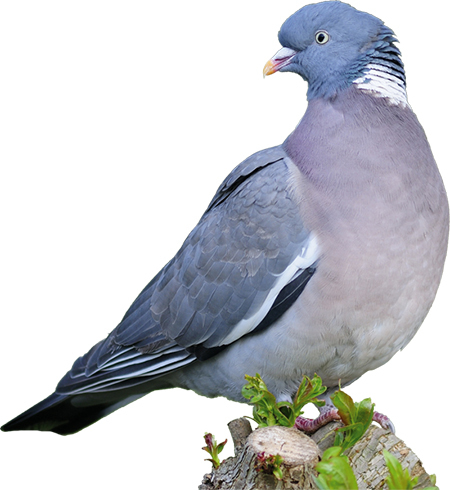 Птицы России. Наглядный карманный определитель - i_007.jpg