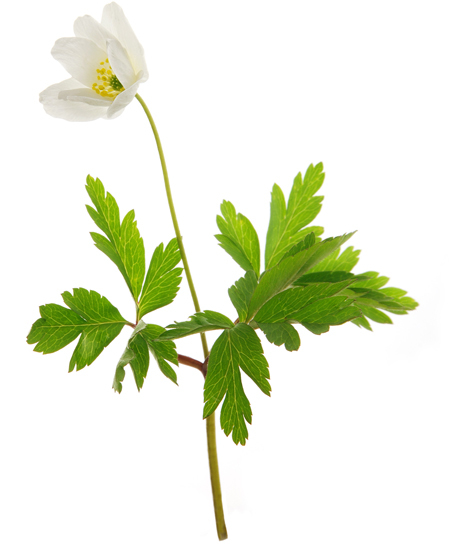 Лекарственные растения и травы. Определитель трав русских лесов и полей - i_001.jpg