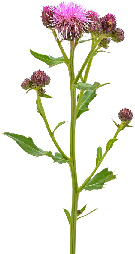 Лекарственные растения и травы. Определитель трав русских лесов и полей - i_002.jpg