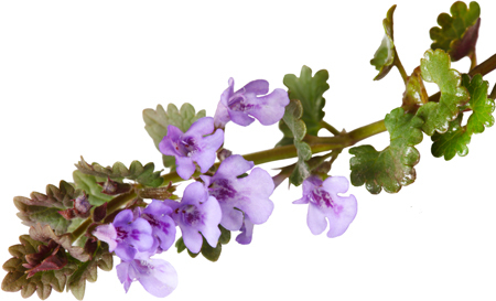 Лекарственные растения и травы. Определитель трав русских лесов и полей - i_003.jpg