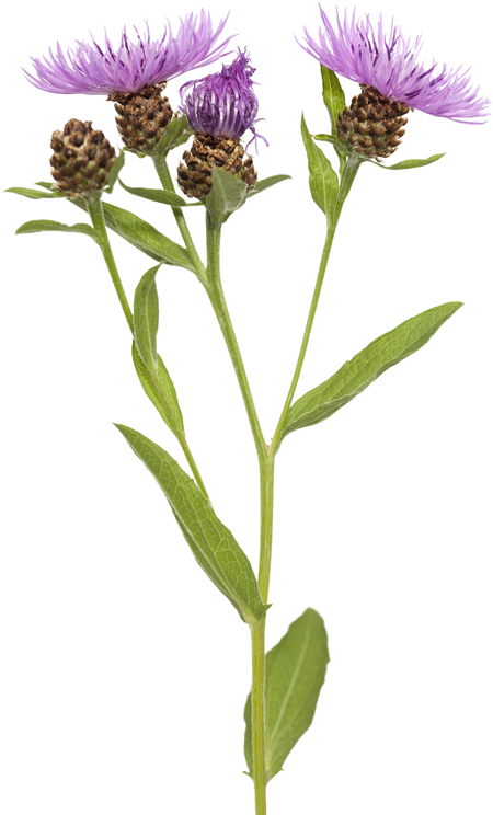 Лекарственные растения и травы. Определитель трав русских лесов и полей - i_004.jpg