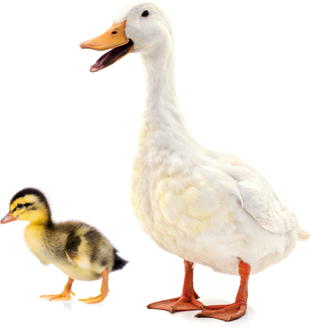 Животные фермы. Наглядный карманный определитель - _02.jpg