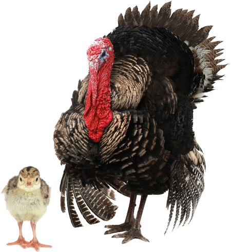 Животные фермы. Наглядный карманный определитель - _03.jpg