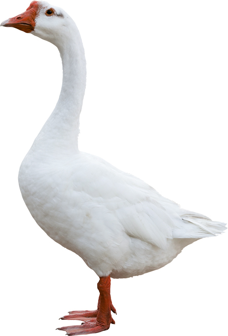 Животные фермы. Наглядный карманный определитель - _04.jpg