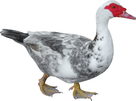 Животные фермы. Наглядный карманный определитель - _05.jpg