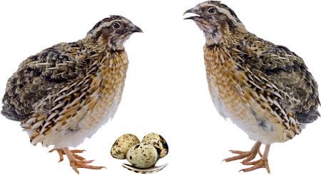 Животные фермы. Наглядный карманный определитель - _06.jpg