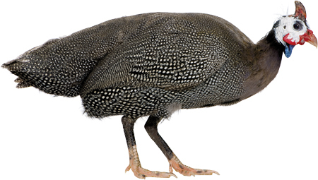 Животные фермы. Наглядный карманный определитель - _07.jpg