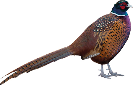 Животные фермы. Наглядный карманный определитель - _08.jpg