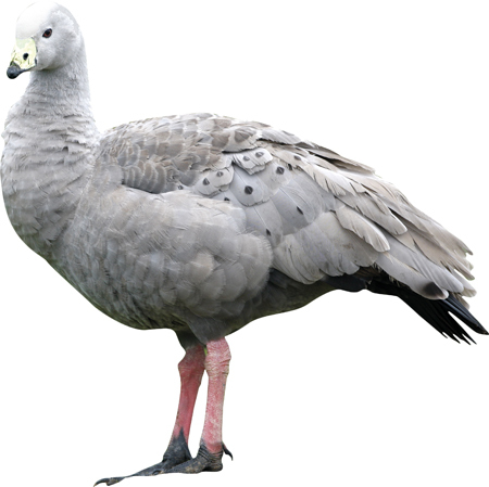 Животные фермы. Наглядный карманный определитель - _09.jpg