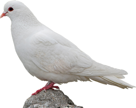 Животные фермы. Наглядный карманный определитель - _10.jpg