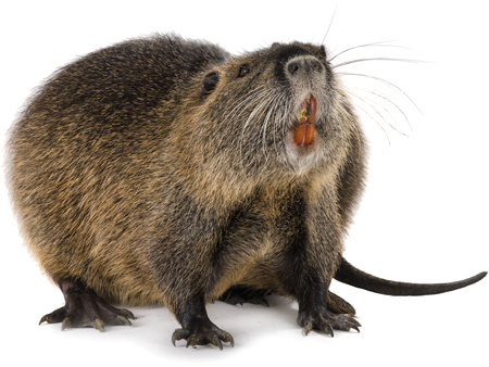 Животные фермы. Наглядный карманный определитель - _11.jpg