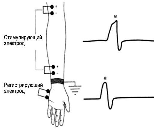 Основы психофизиологии - i_003.jpg