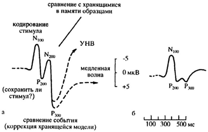 Основы психофизиологии - i_009.jpg