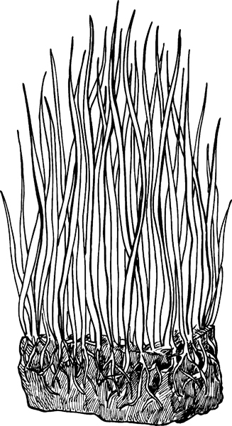 Дачный участок с нуля. С чего начать? - _41.jpg