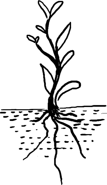 Дачный участок с нуля. С чего начать? - _62.jpg