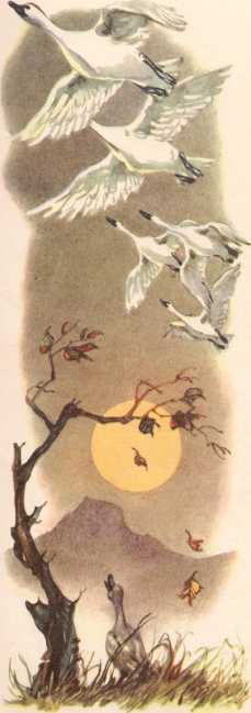 Дикие лебеди и другие сказки - i_056.jpg