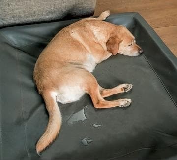 Идеальная собака не выгуливает хозяина. Как воспитать собаку без вредных привычек - i_038.jpg