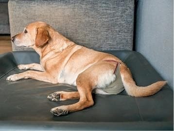 Идеальная собака не выгуливает хозяина. Как воспитать собаку без вредных привычек - i_040.jpg