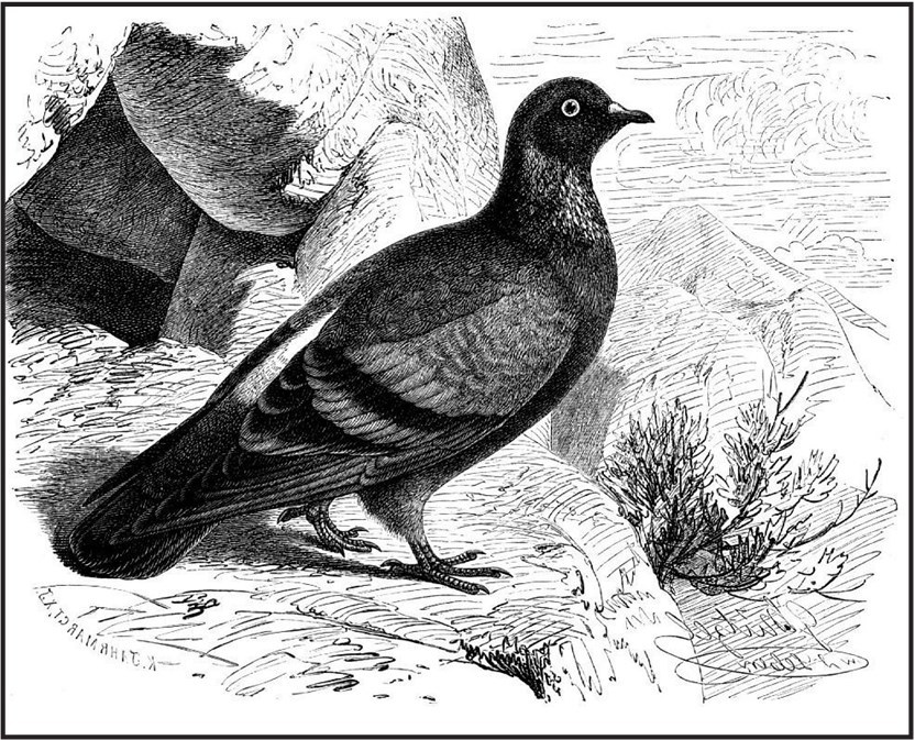 Бестиарий - b00000045.jpg