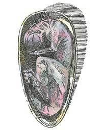 Детский университет. Исследователи объясняют загадки мира. Книга вторая - i_010.jpg