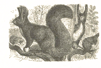 Сказки животных - i_013.png