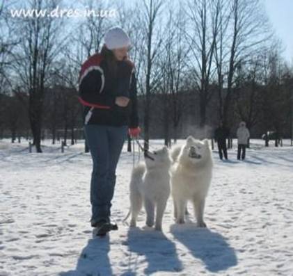 21 урок для владельца собаки. Понимание, обучение, дрессировка собаки - _13.jpg
