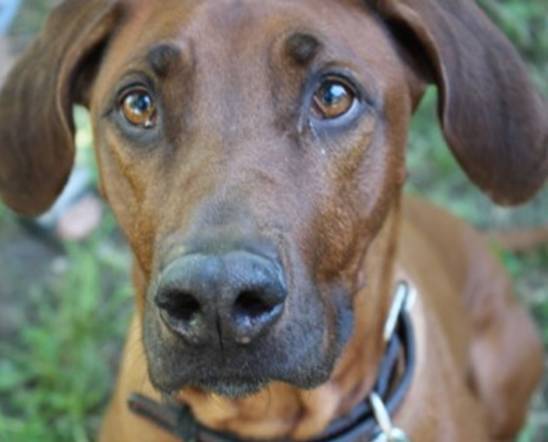 21 урок для владельца собаки. Понимание, обучение, дрессировка собаки - _14.jpg