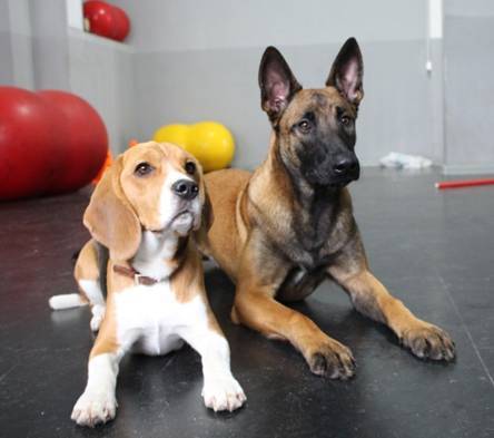 21 урок для владельца собаки. Понимание, обучение, дрессировка собаки - _20.jpg