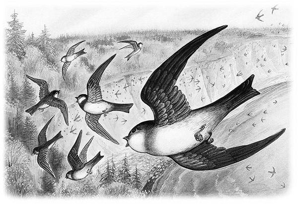 Сказки и рассказы - _010copy.jpg_0.jpeg