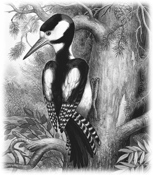 Сказки и рассказы - _037.jpg