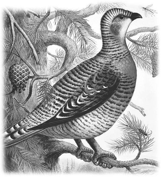 Сказки и рассказы - _047.jpg