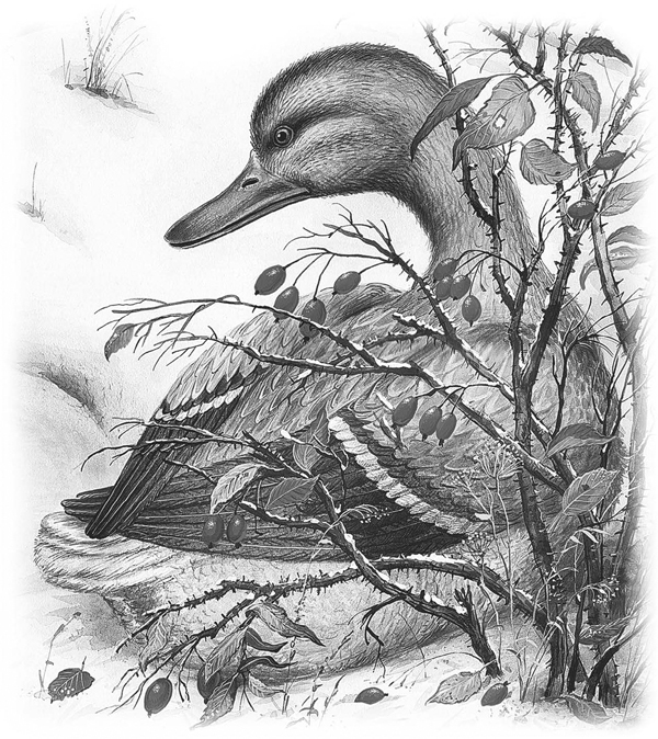 Сказки и рассказы - _054copy.jpg