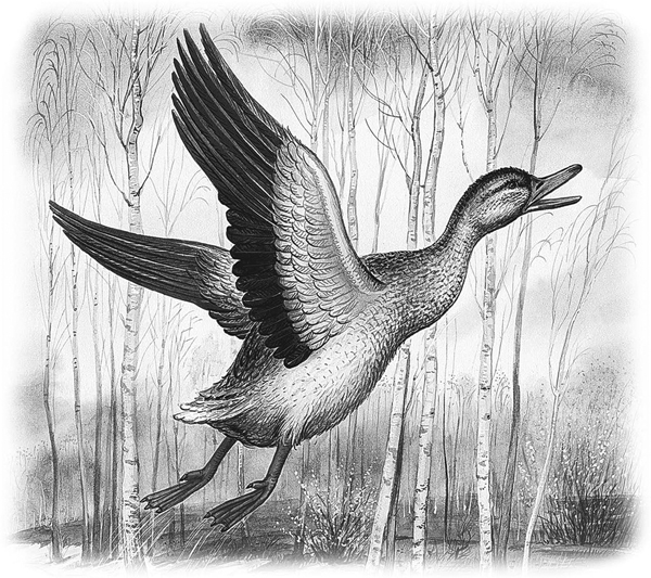 Сказки и рассказы - _056copy.jpg