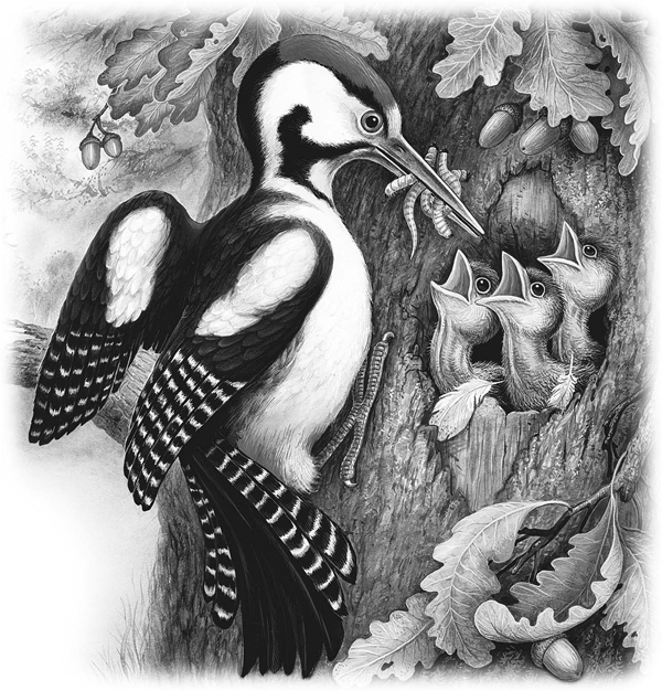 Сказки и рассказы - _057copy.jpg