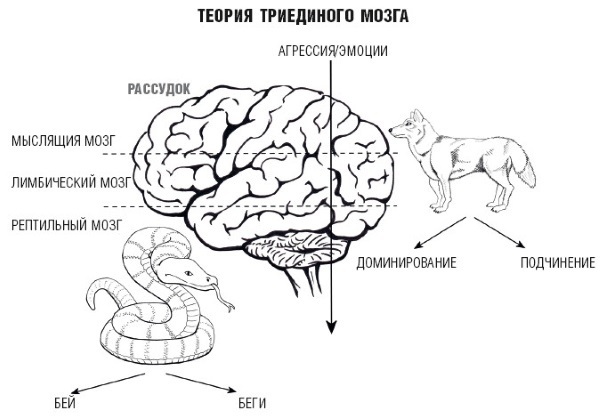 Крав-мага. Система израильского рукопашного боя - i_136.jpg