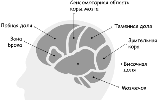 Омоложение мозга за две недели. Как вспомнить то, что вы забыли - i_005.png