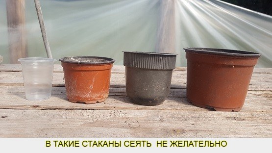 Петуния. Для себя и для бизнеса - _16.jpg