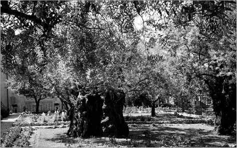 Навстречу Христу. Сборник статей - i_015.jpg