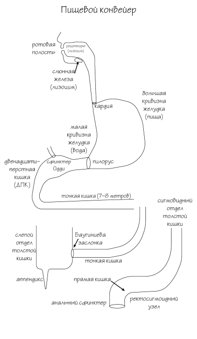 Разумный биохакинг Homo Sapiens: физическое тело и его законы - i_002.png