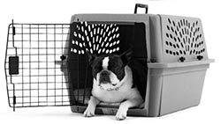 Дрессировка без наказания. Пять недель, которые сделают вашу собаку лучшей в мире - i_029.jpg