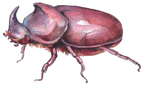 Коготь велоцираптора - i_013.jpg