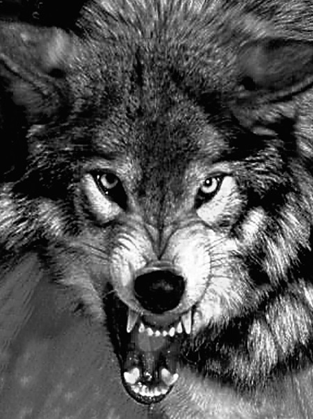 Капитаны в законе - i_001.jpg