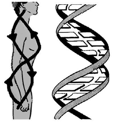 Система Осьмионика: красивая осанка, стройность и молодость - i_047.jpg