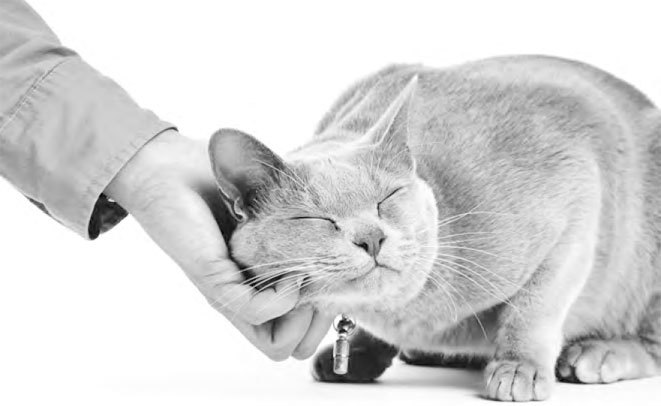 Как воспитать вашу кошку - i_004.jpg