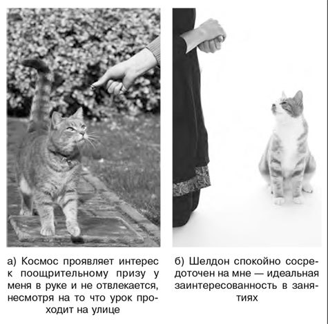 Как воспитать вашу кошку - i_007.jpg