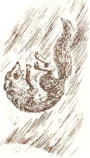 Латышские народные сказки - _96112.jpg