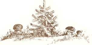 Латышские народные сказки - _96117.jpg